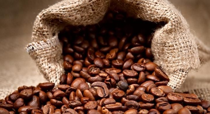 Jejak Kolonial Pada Kopi Bajawa, Flores