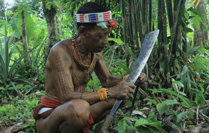 Dua Pertarungan di Tengah Hutan Siberut